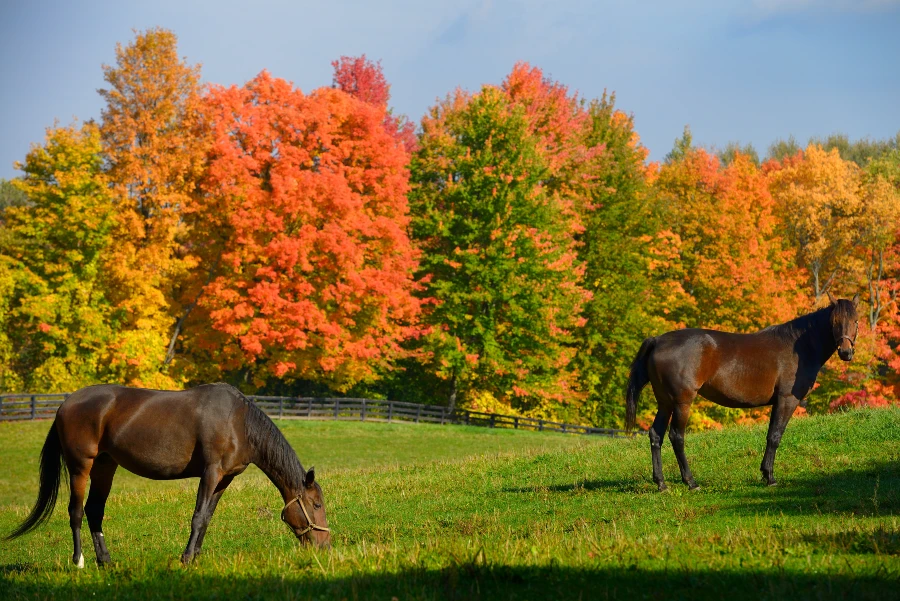 Myopathie atypique : Danger pour le cheval