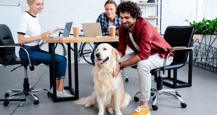 Canada : Ils viennent au bureau avec leur animal de compagnie !