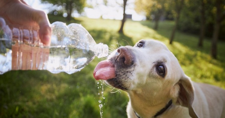 Canicule : Voici comment aider votre animal à mieux supporter la chaleur