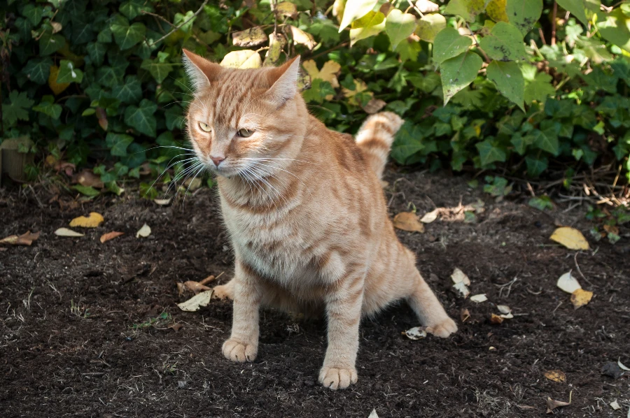 Comment empêcher le chat du voisin de faire ses besoins chez moi ?