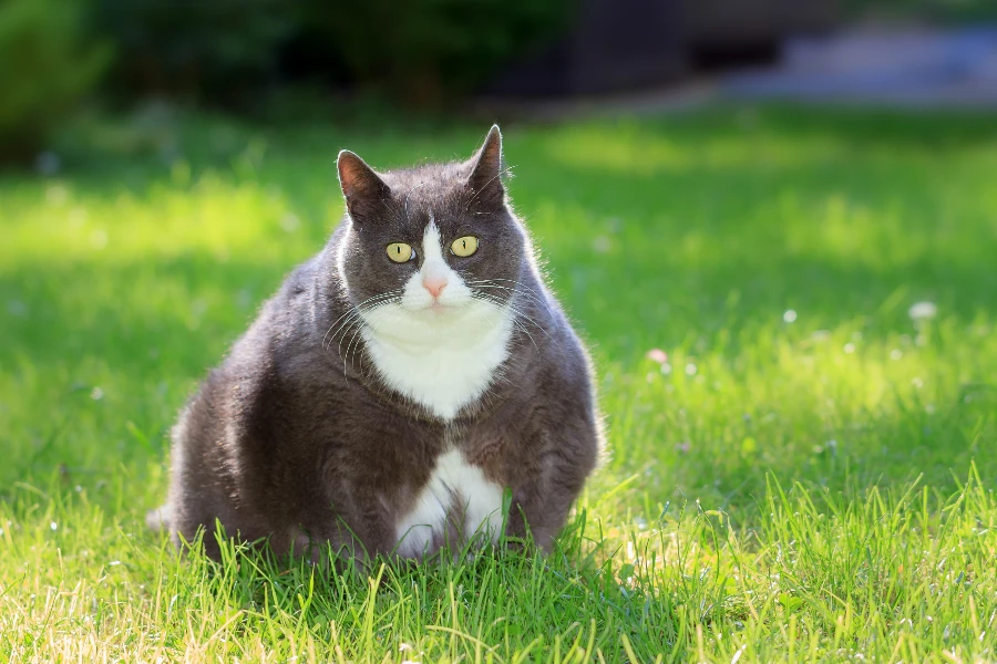 Obésité du chat : Symptômes, causes et dangers