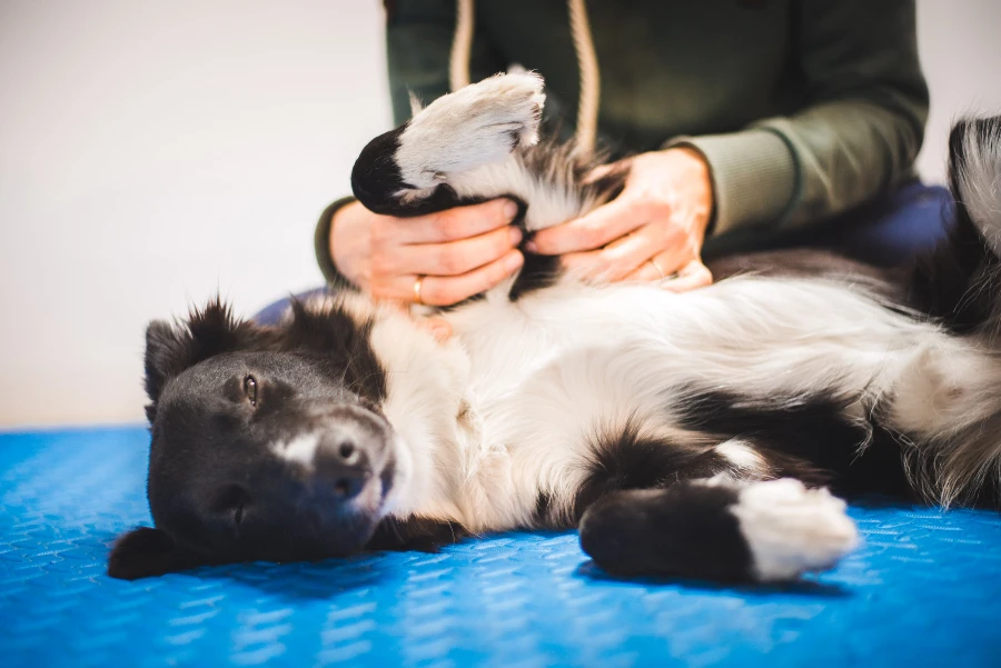 Ostéopathe vétérinaire : Quand consulter pour son chat ou son chien ?